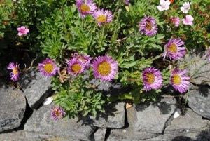 Flowers at Sheedys